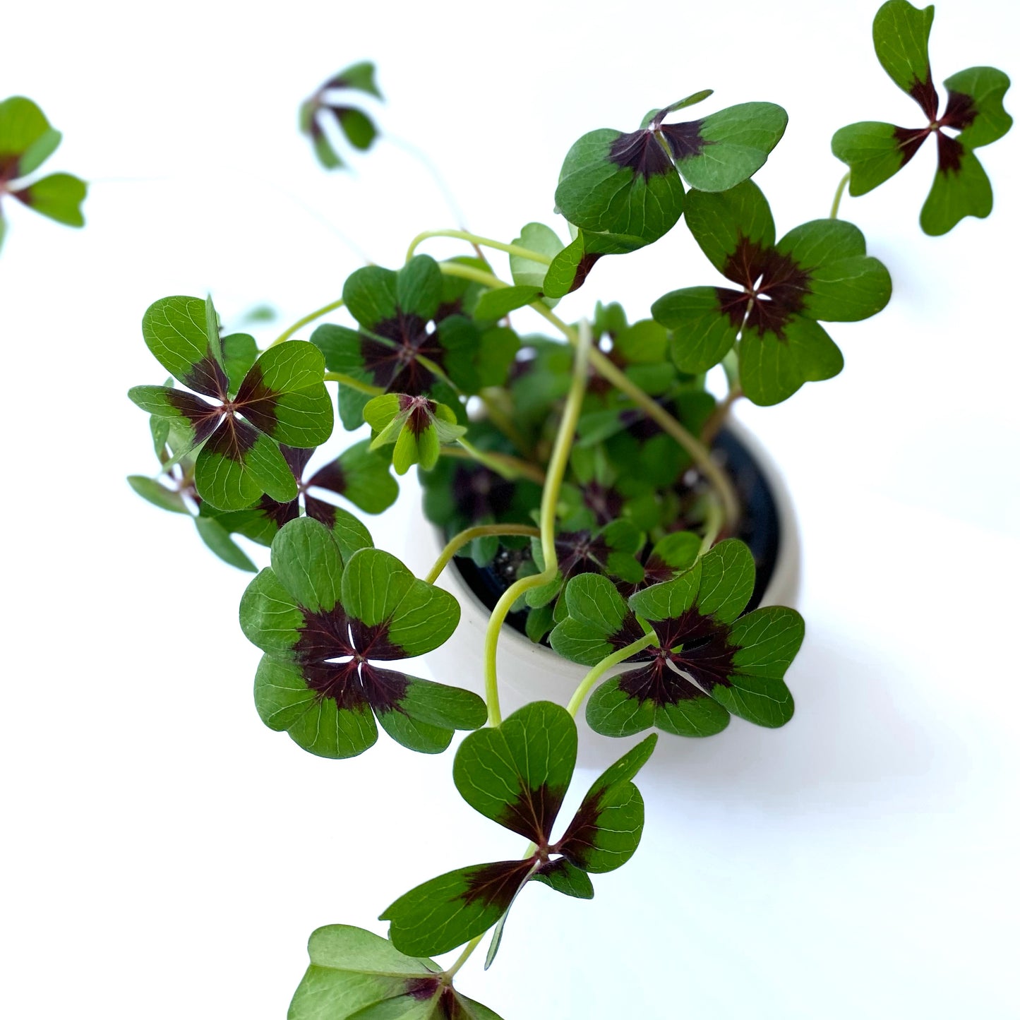 Oxalis Tetraphylla ‘Iron Cross’