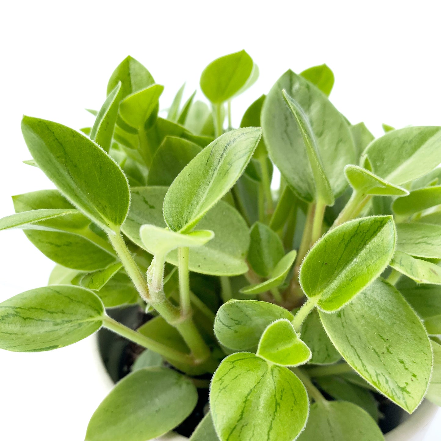Peperomia pixie lime