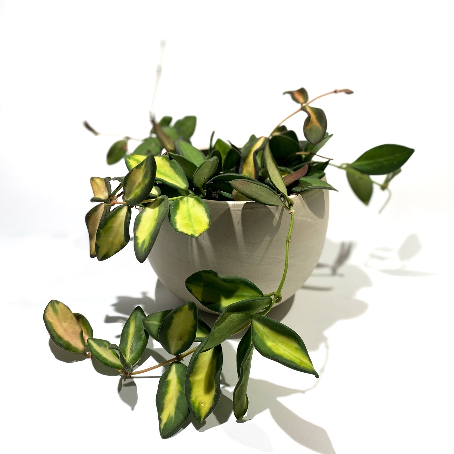 Hoya Burtoniae variegata