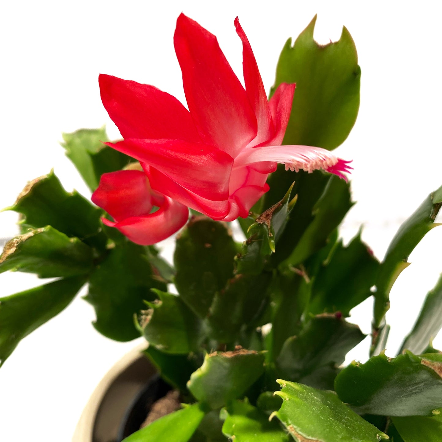 Schlumbergera | Cactus de Noël