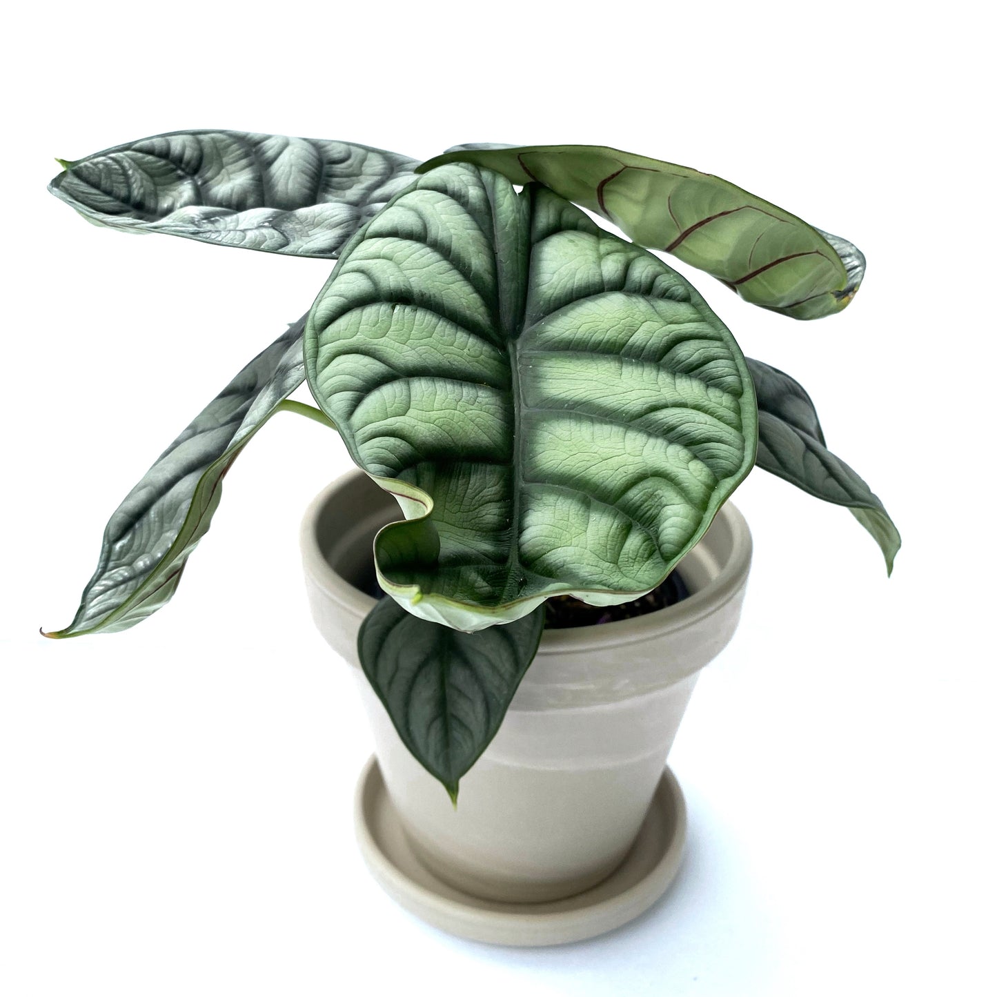 Alocasia Silver Dragon