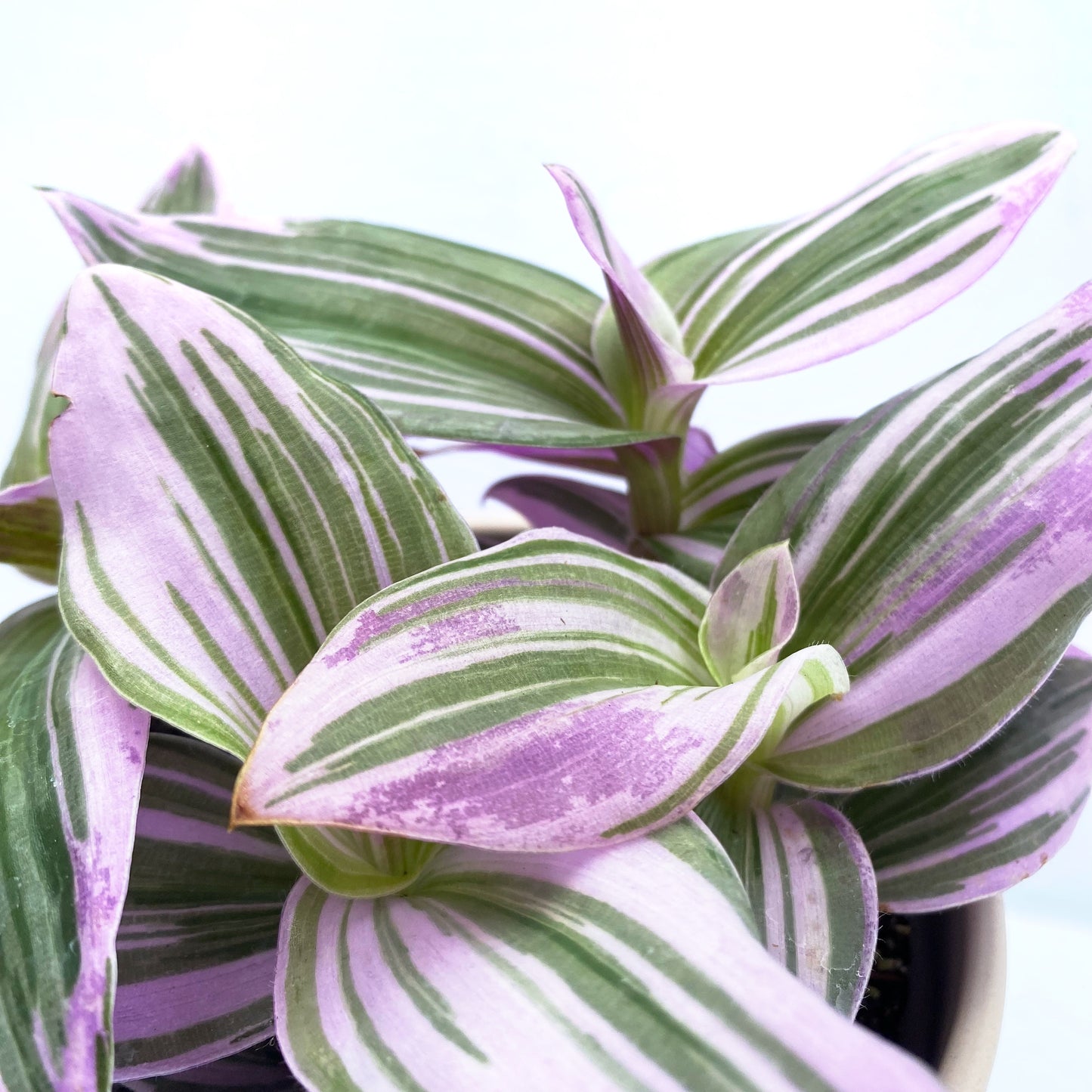 Tradescantia albiflora « Nanouk »  | 4’’