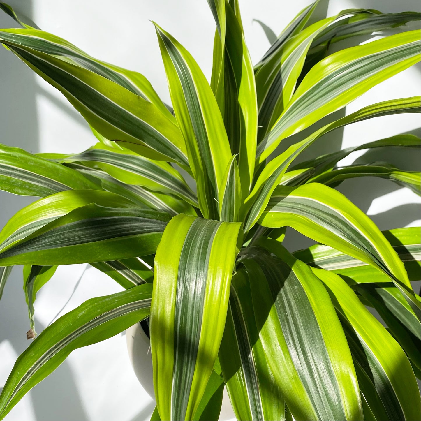 Dracaena Warneckii Lemon Lime
