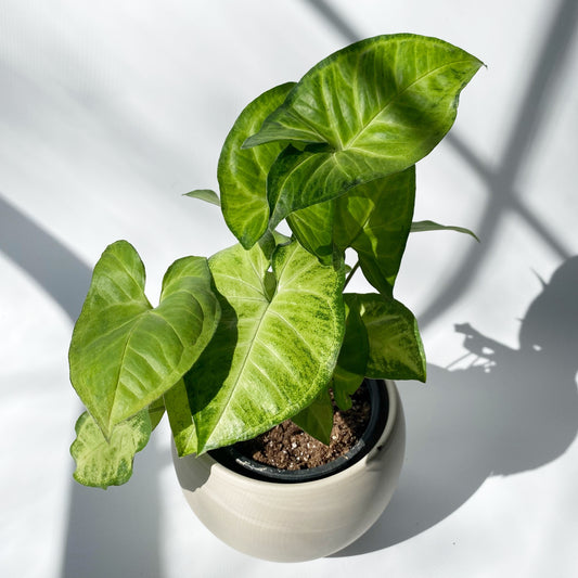 Syngonium White Butterfly
