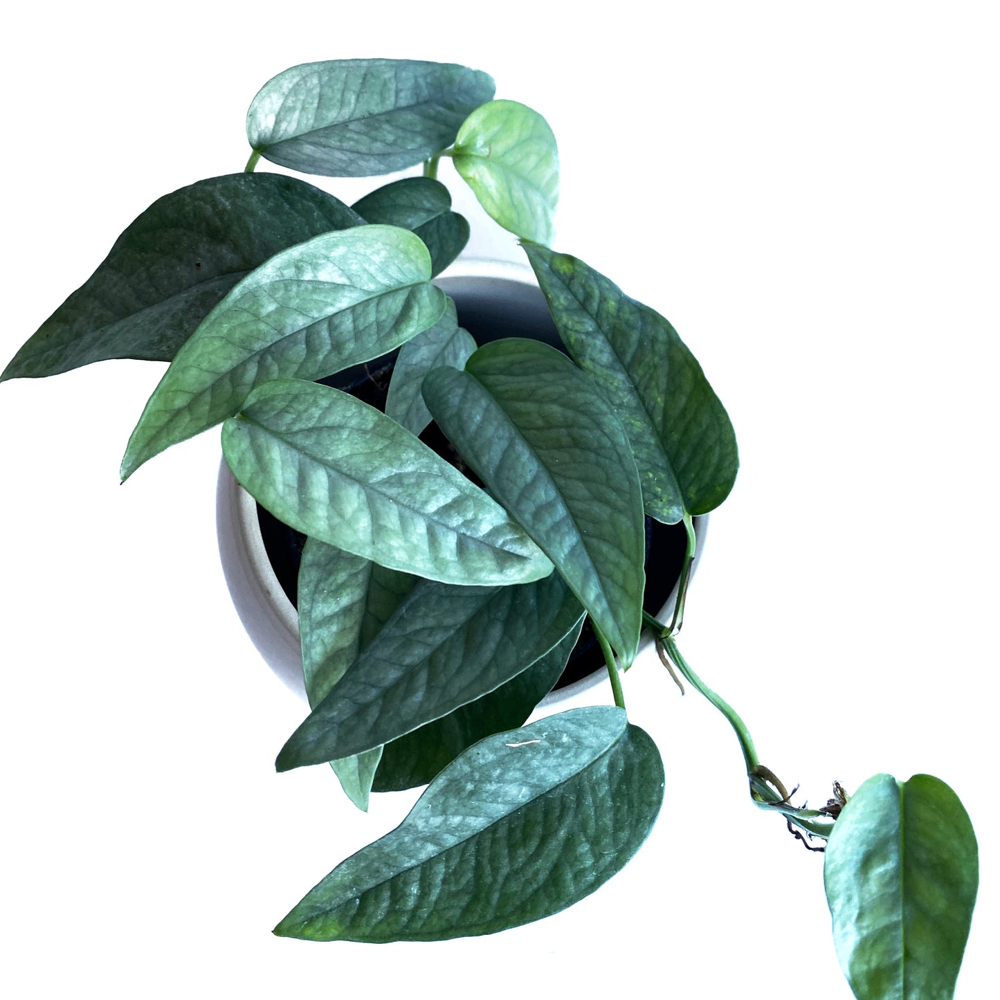 Epipremnum pinnatum 'Cebu Blue'
