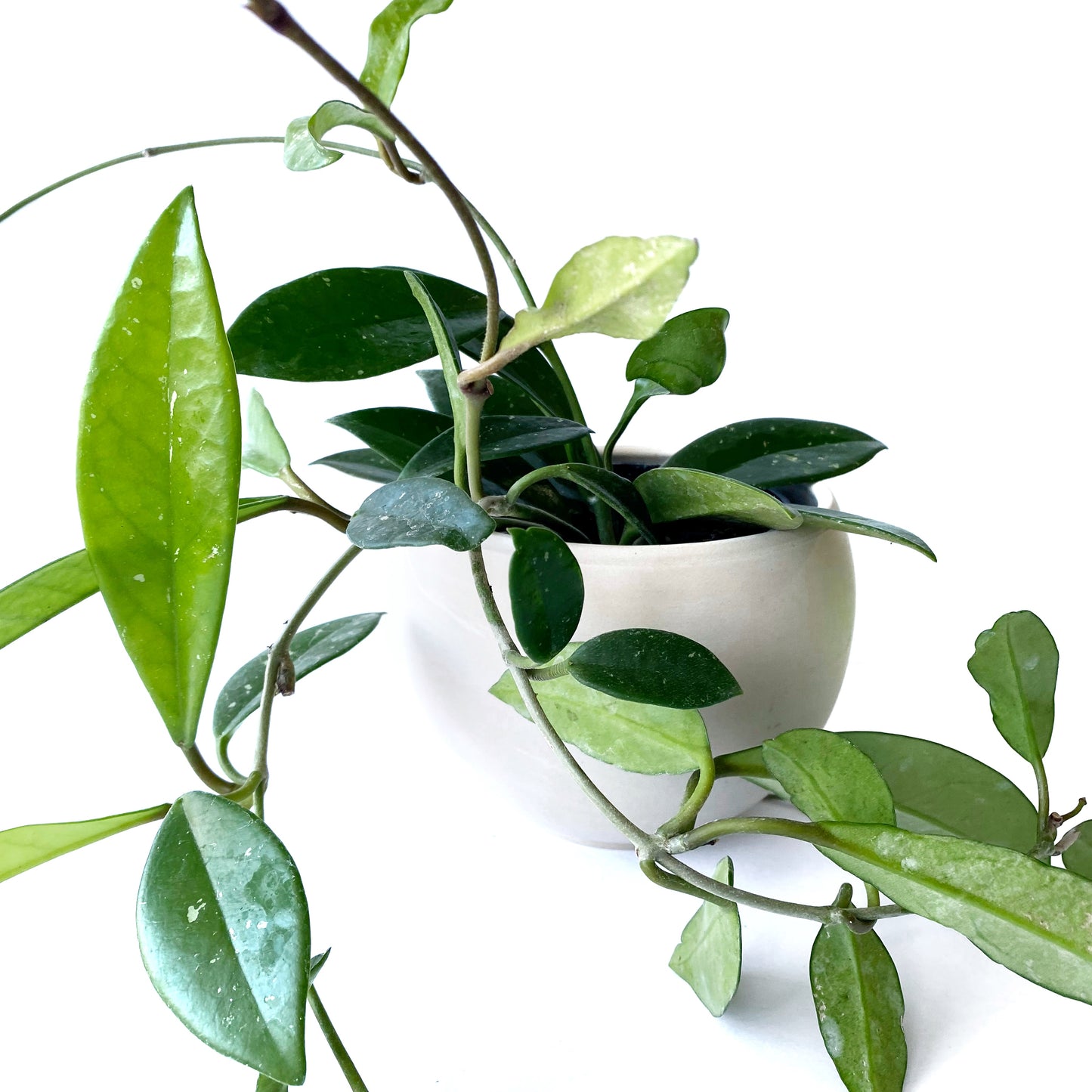 Hoya ‘Green Ghost’