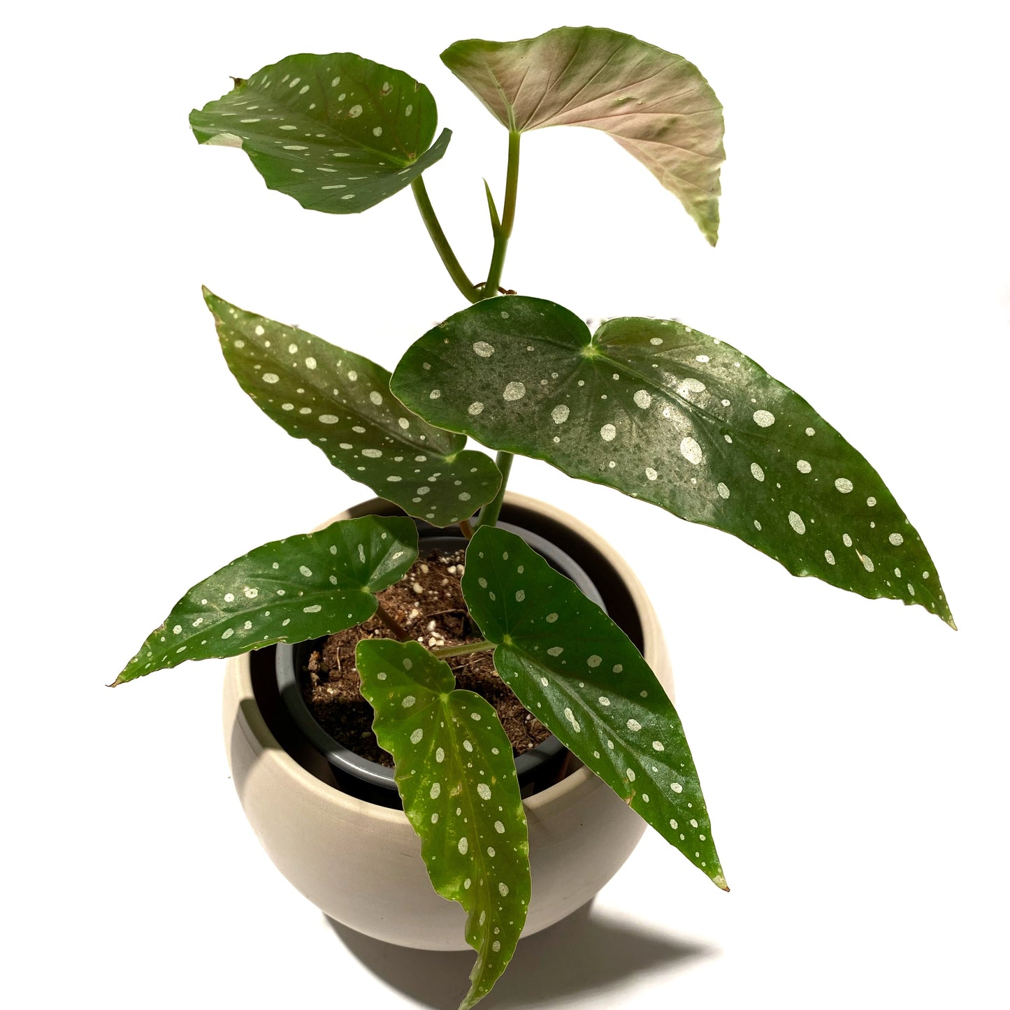 Bégonia Maculata