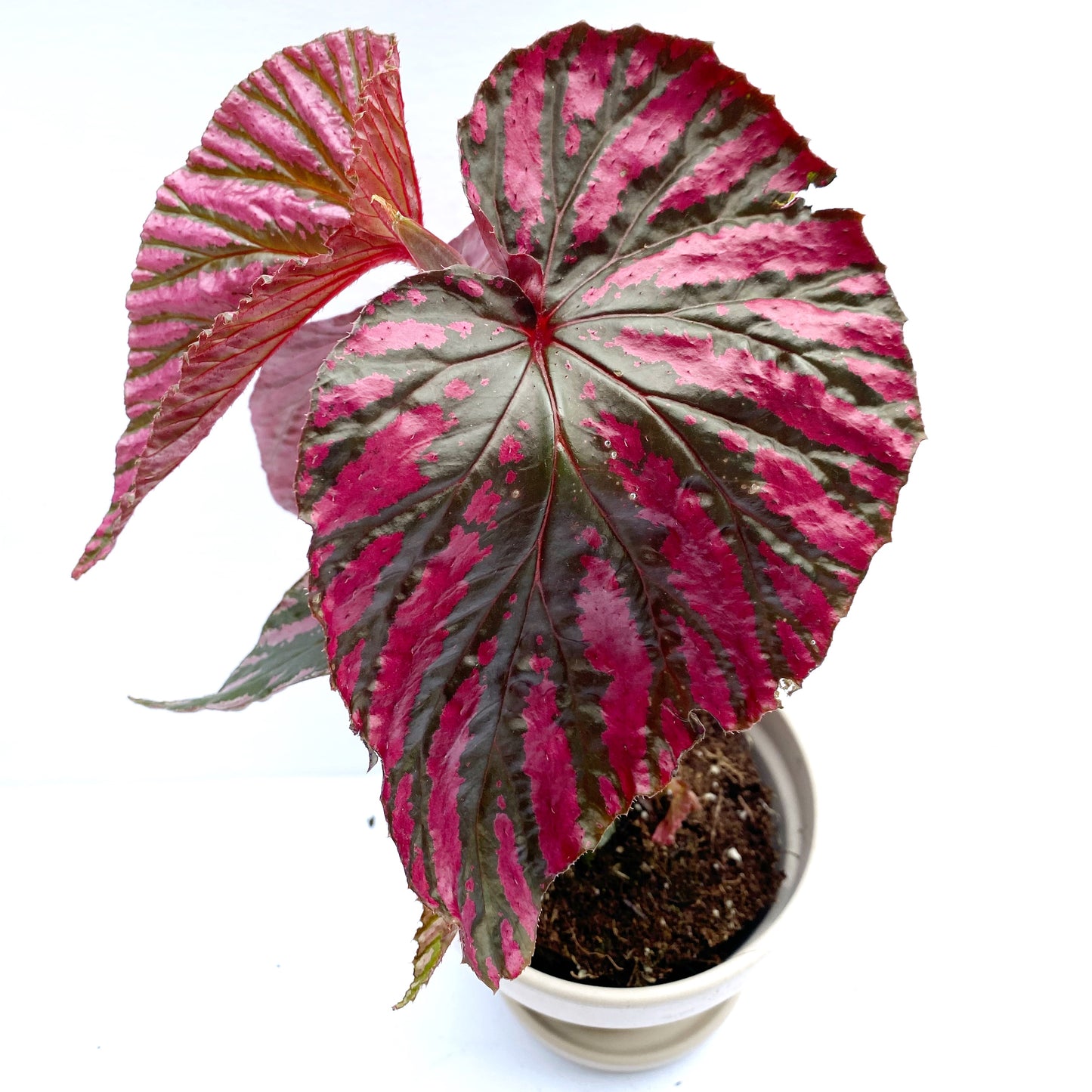 Begonia « Brevirimosa »