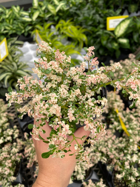 Pilea microphylla variegata