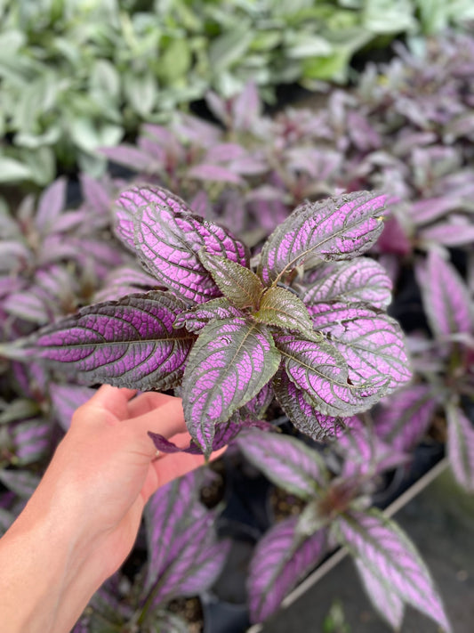 Strobilanthes