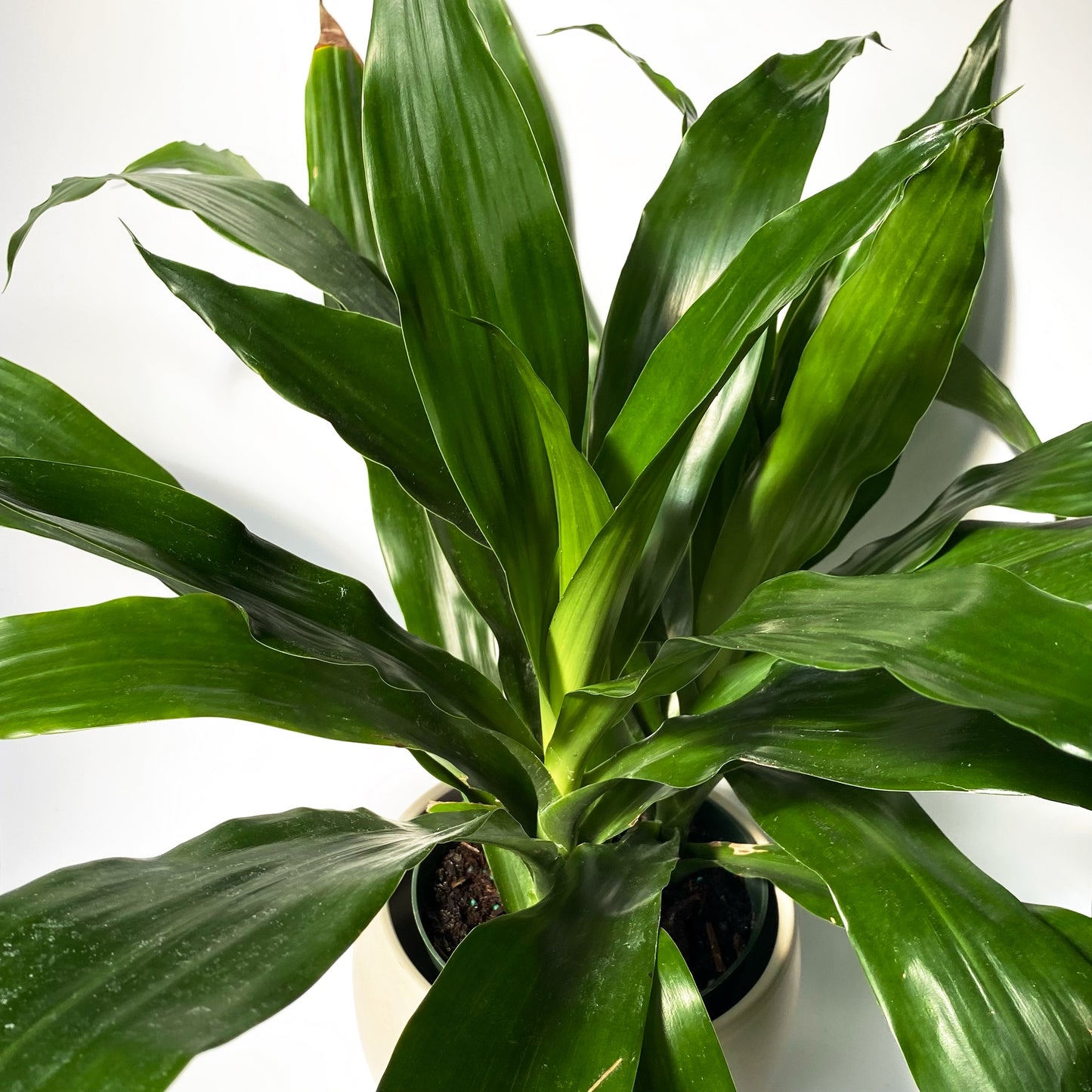 Dracaena Janet Craig