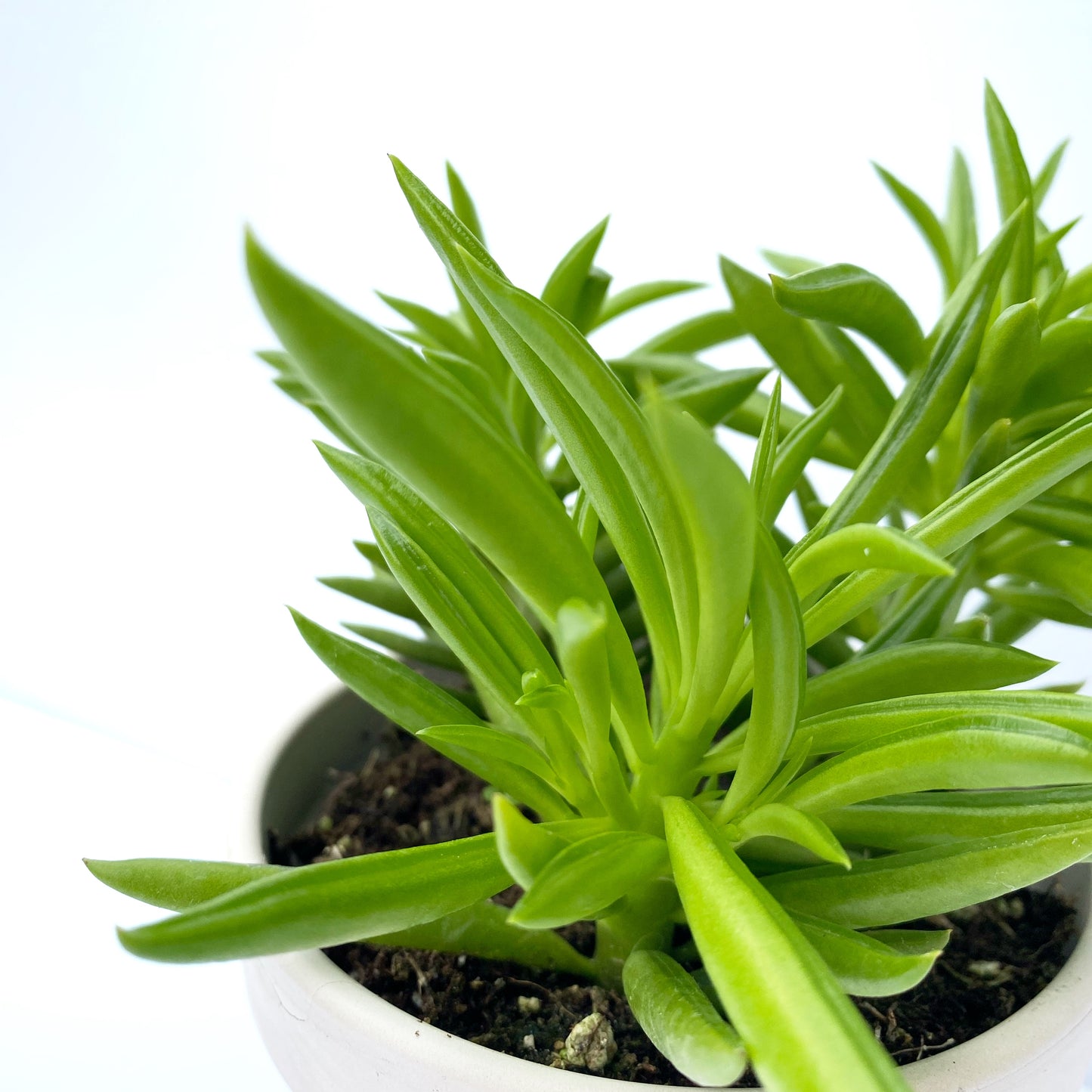 Peperomia Ferreyrae