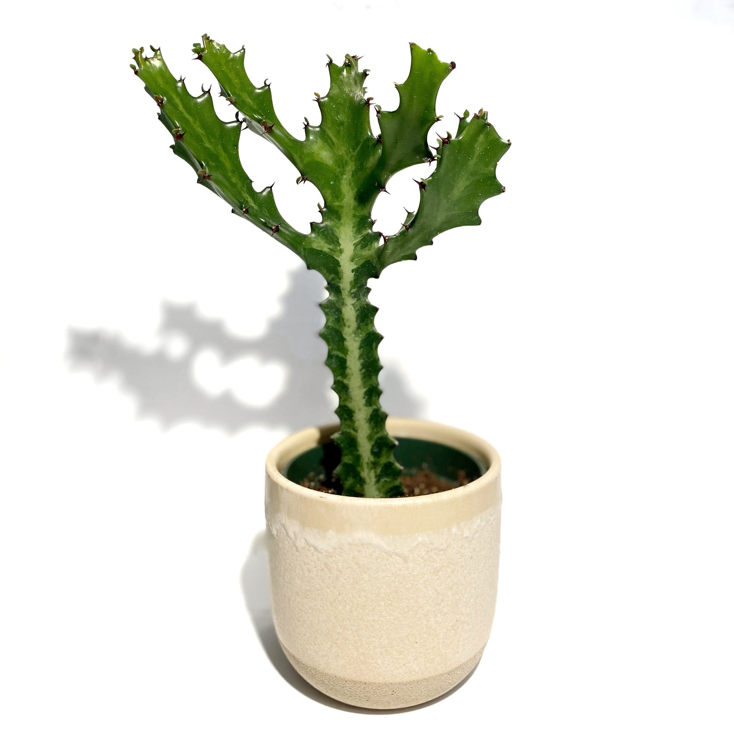 Euphorbia Lactea
