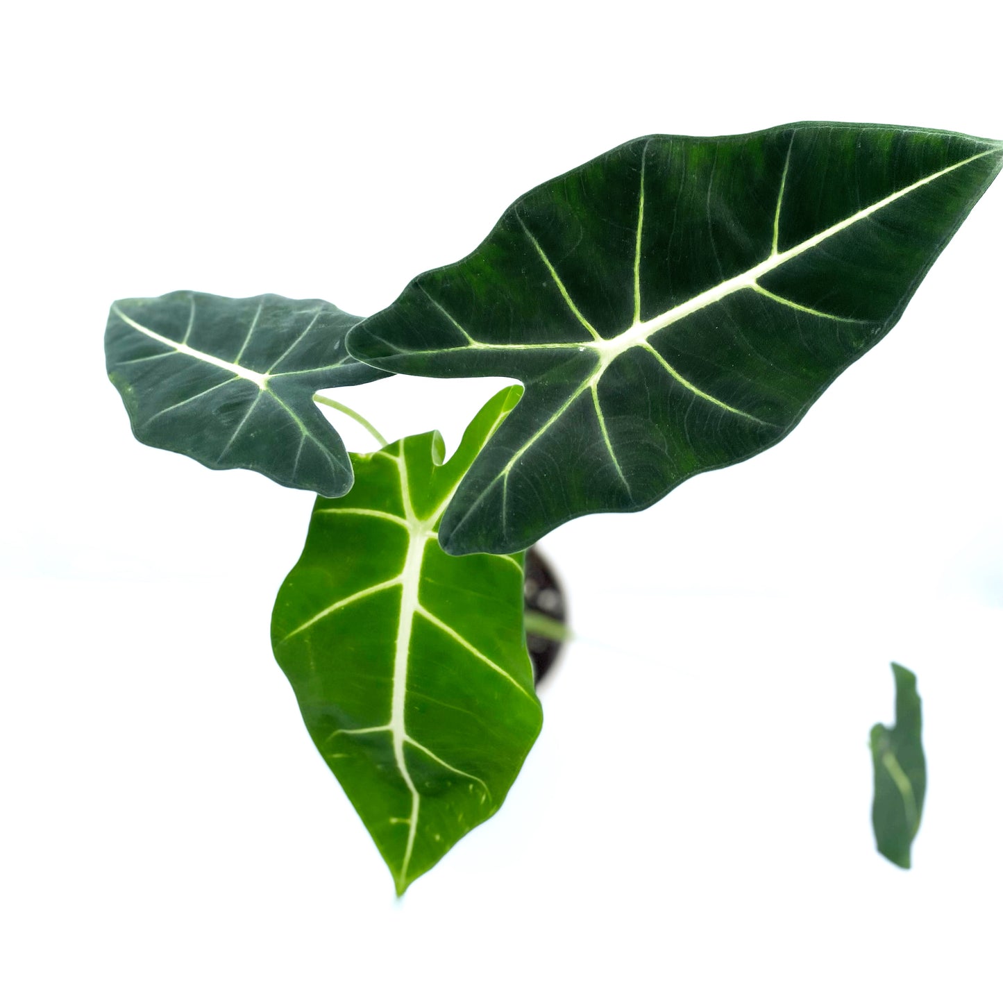 Alocasia « Frydek »