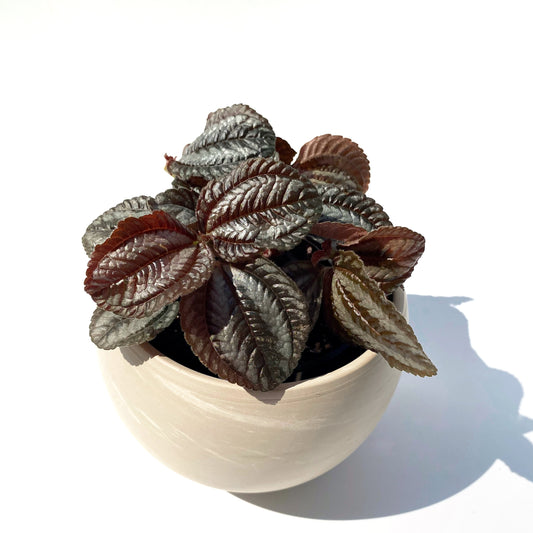 Pilea Spruceana