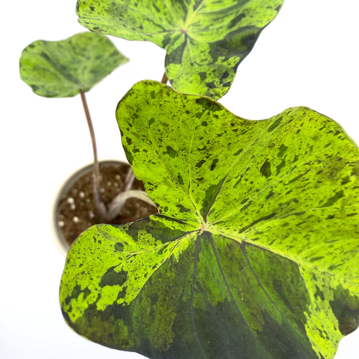 Colocasia esculenta « Mojito »