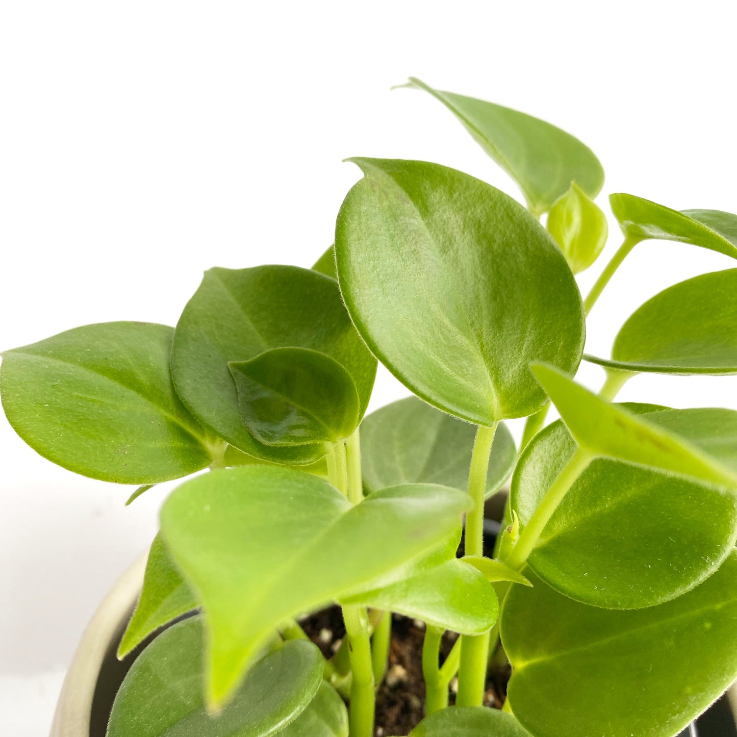 Peperomia scandens