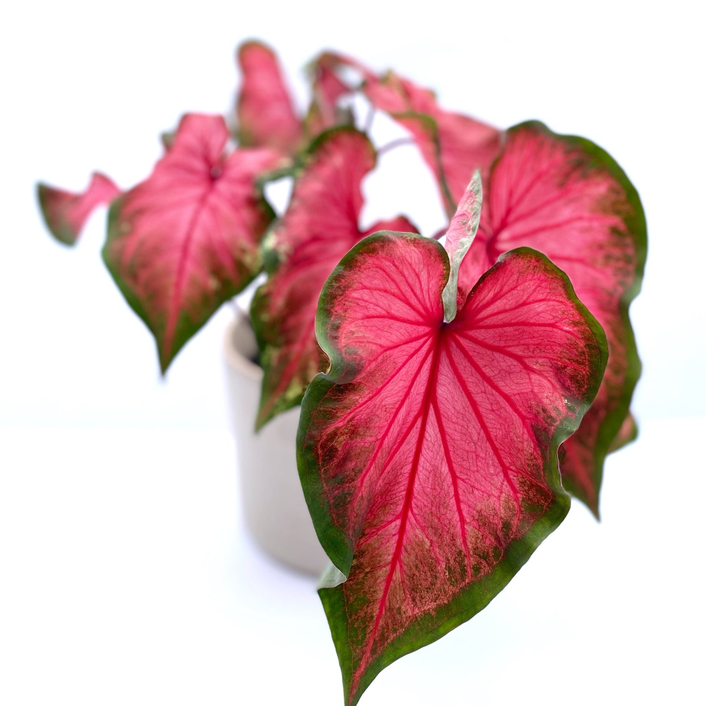 Caladium 'Florida Red Ruffles'