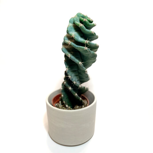 Cereus forbesii ‘Spiralis’