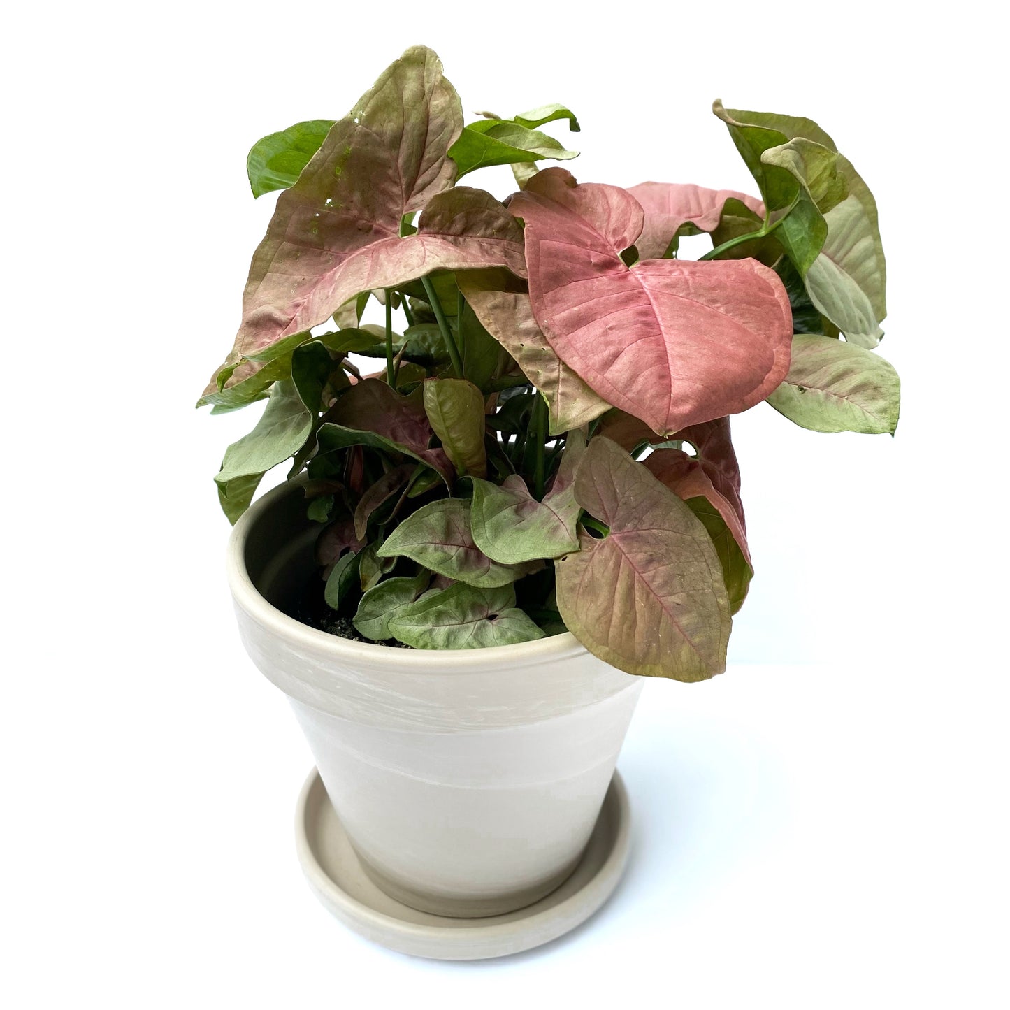 Syngonium Pink Allusion