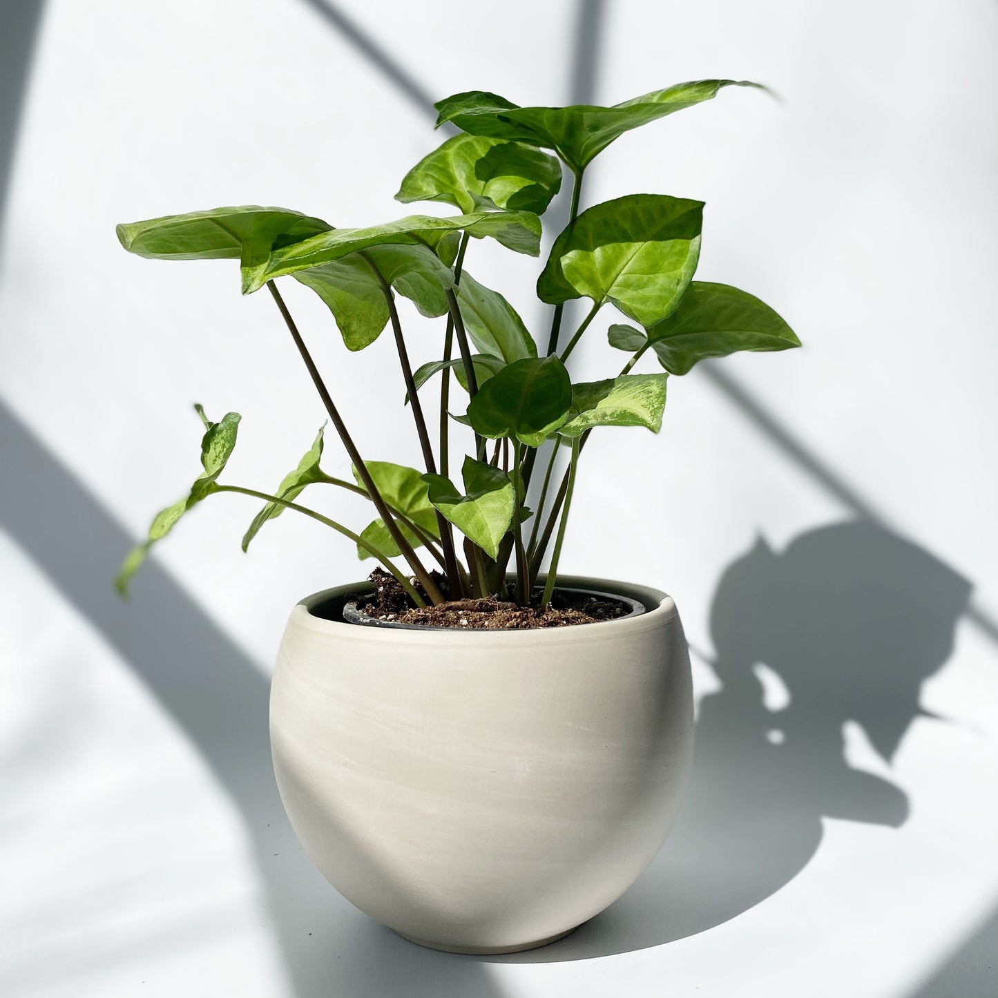 Syngonium White Butterfly