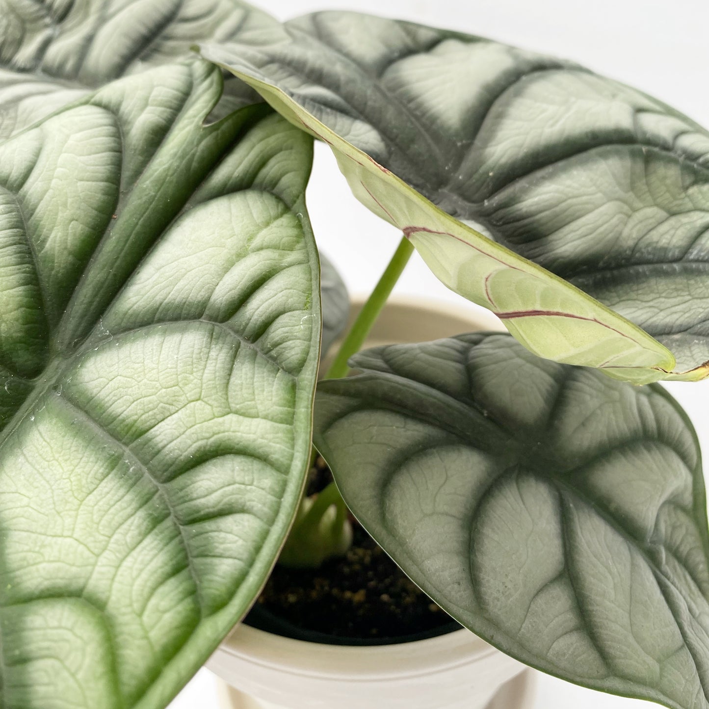 Alocasia Silver Dragon