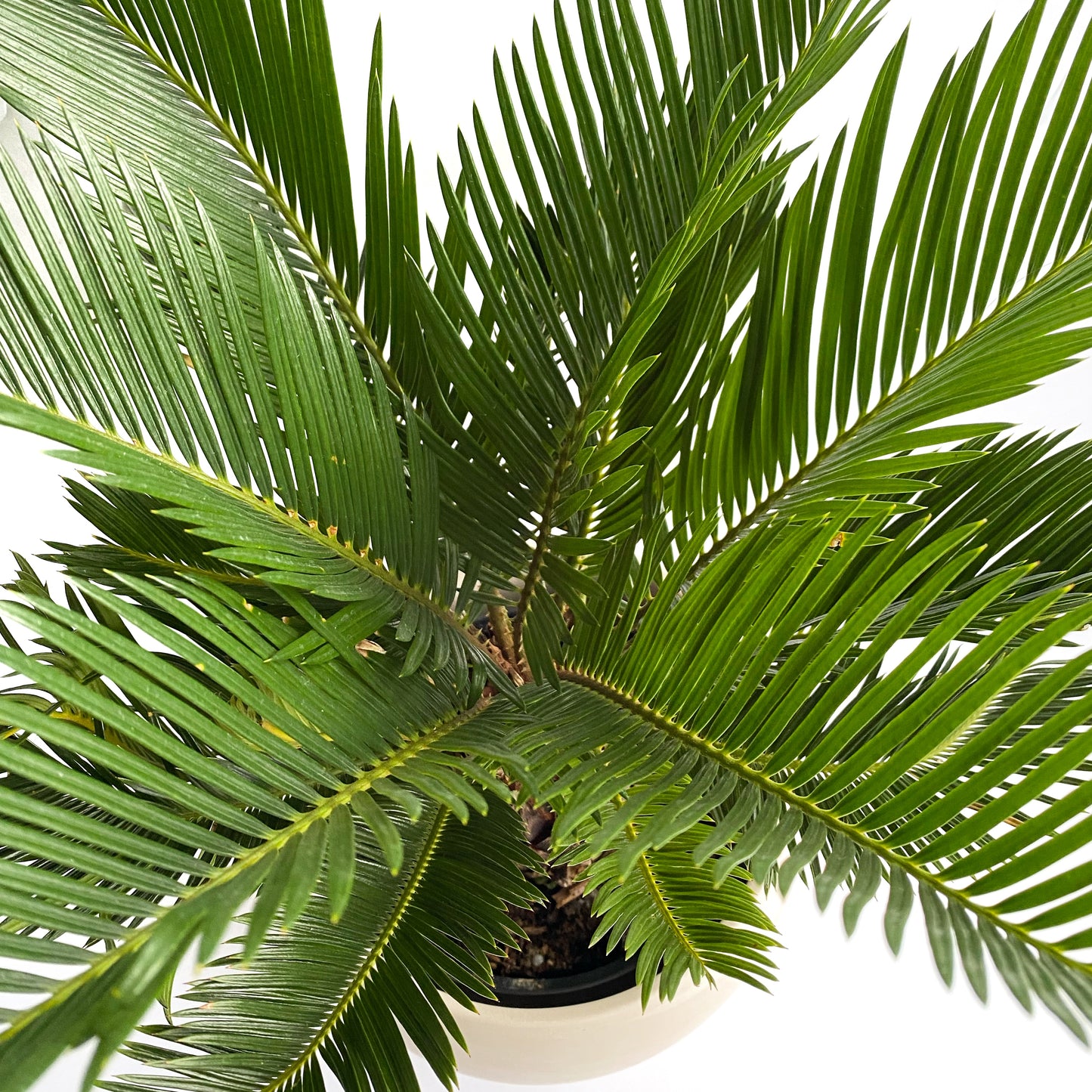 Cycas Revoluta