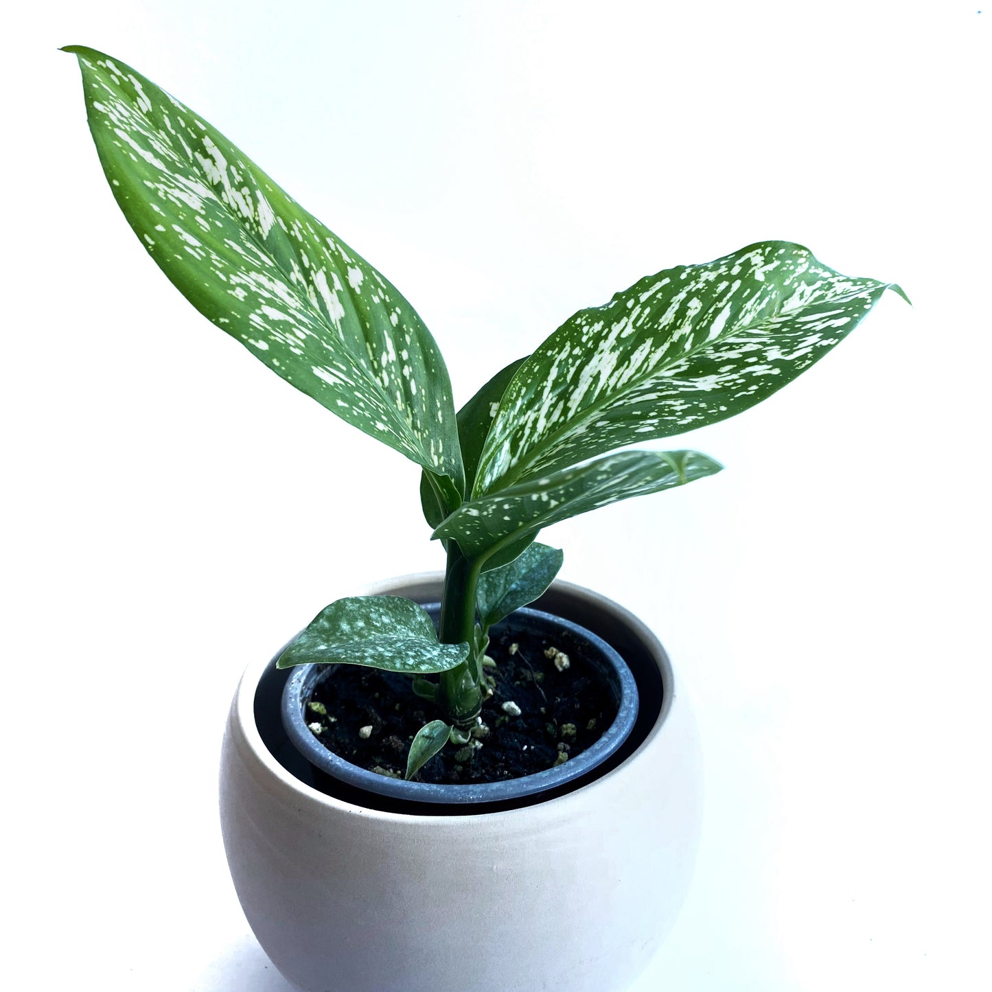 Dieffenbachia Blizzard