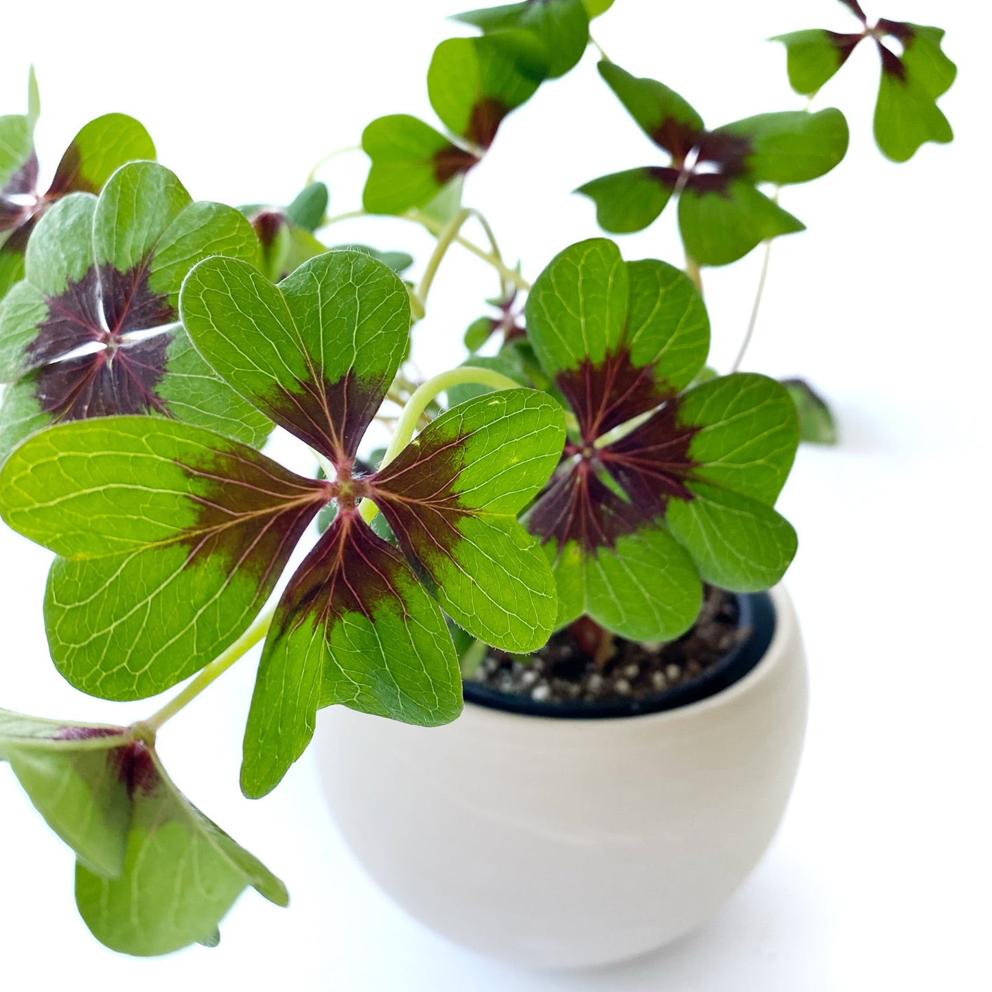 Oxalis Tetraphylla ‘Iron Cross’