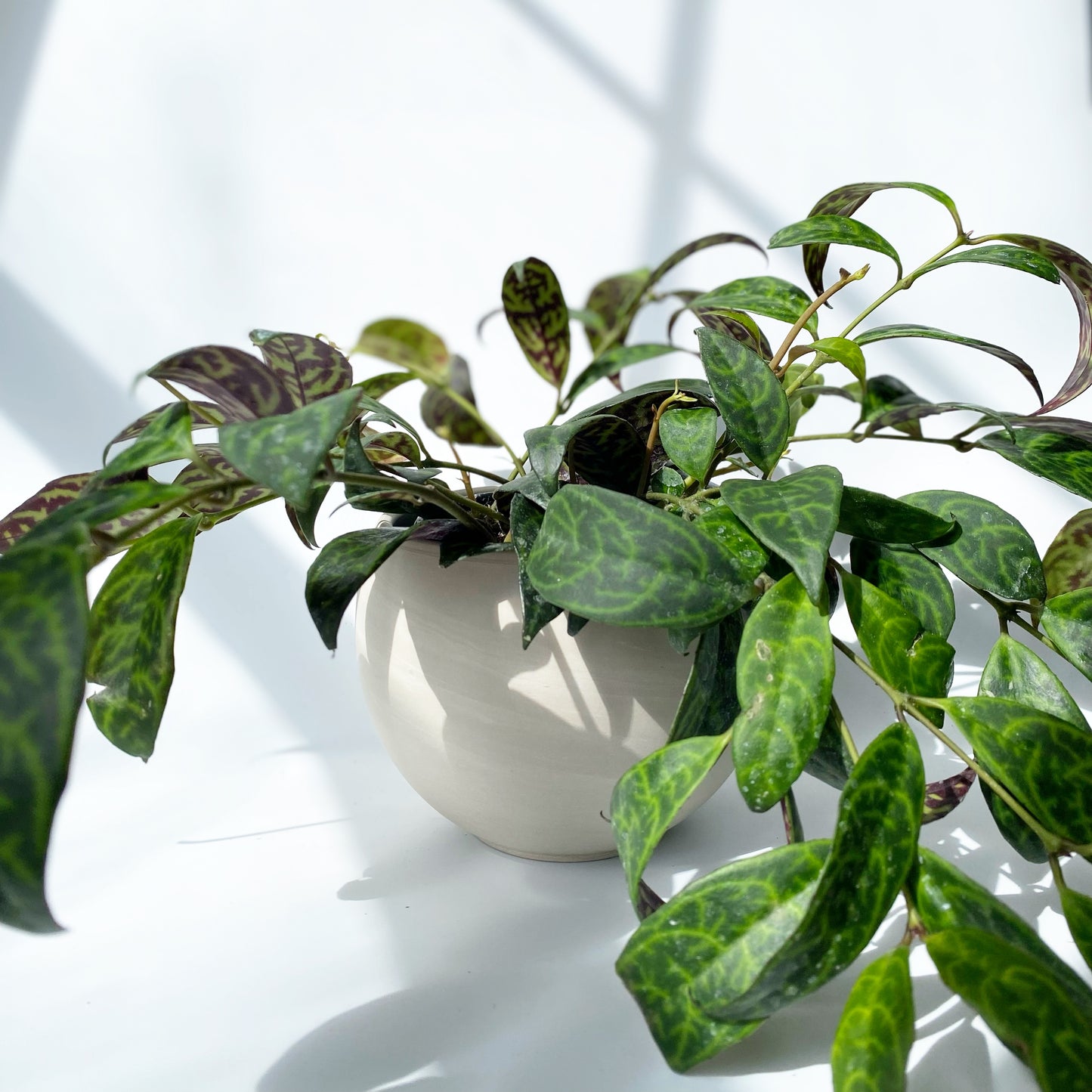 Aeschynanthus 'Black Pagoda'