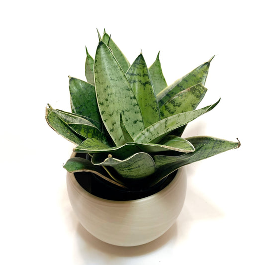 Sanseveria