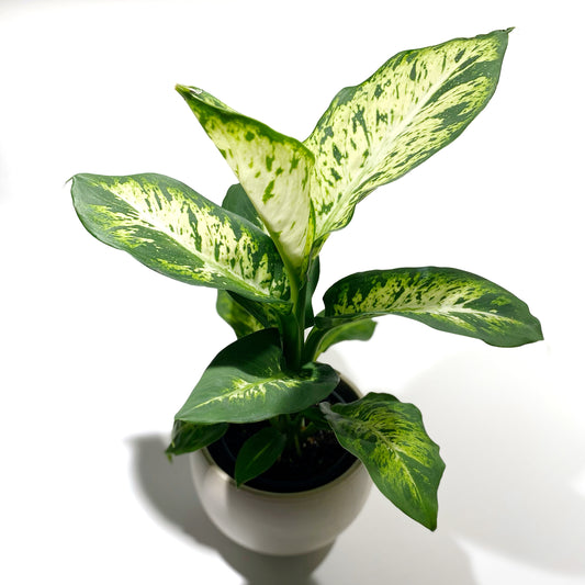 Dieffenbachia Compacta