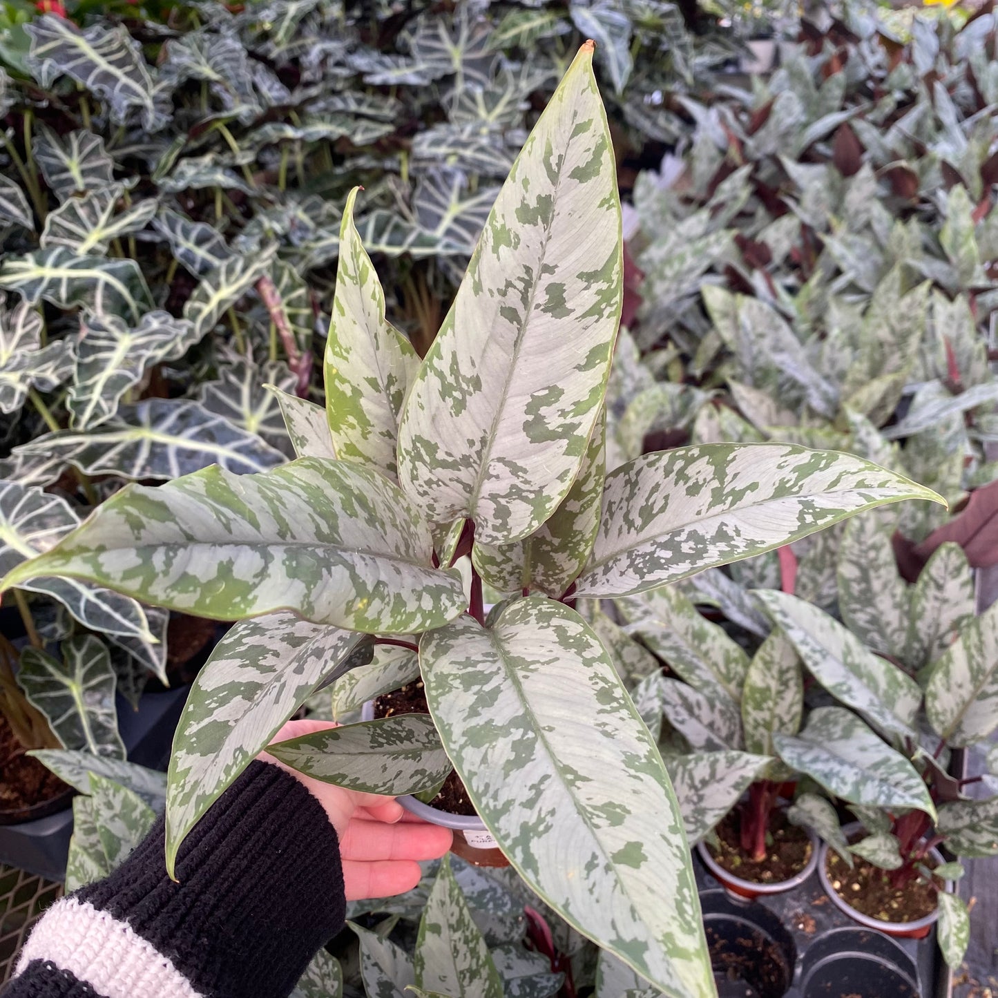 Apoballis ‘Lavallei’