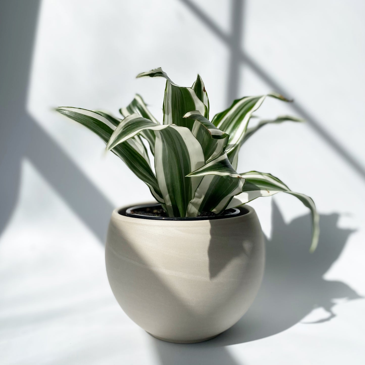 Dracaena White Surprise