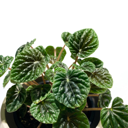 Peperomia Ripple | 4’’