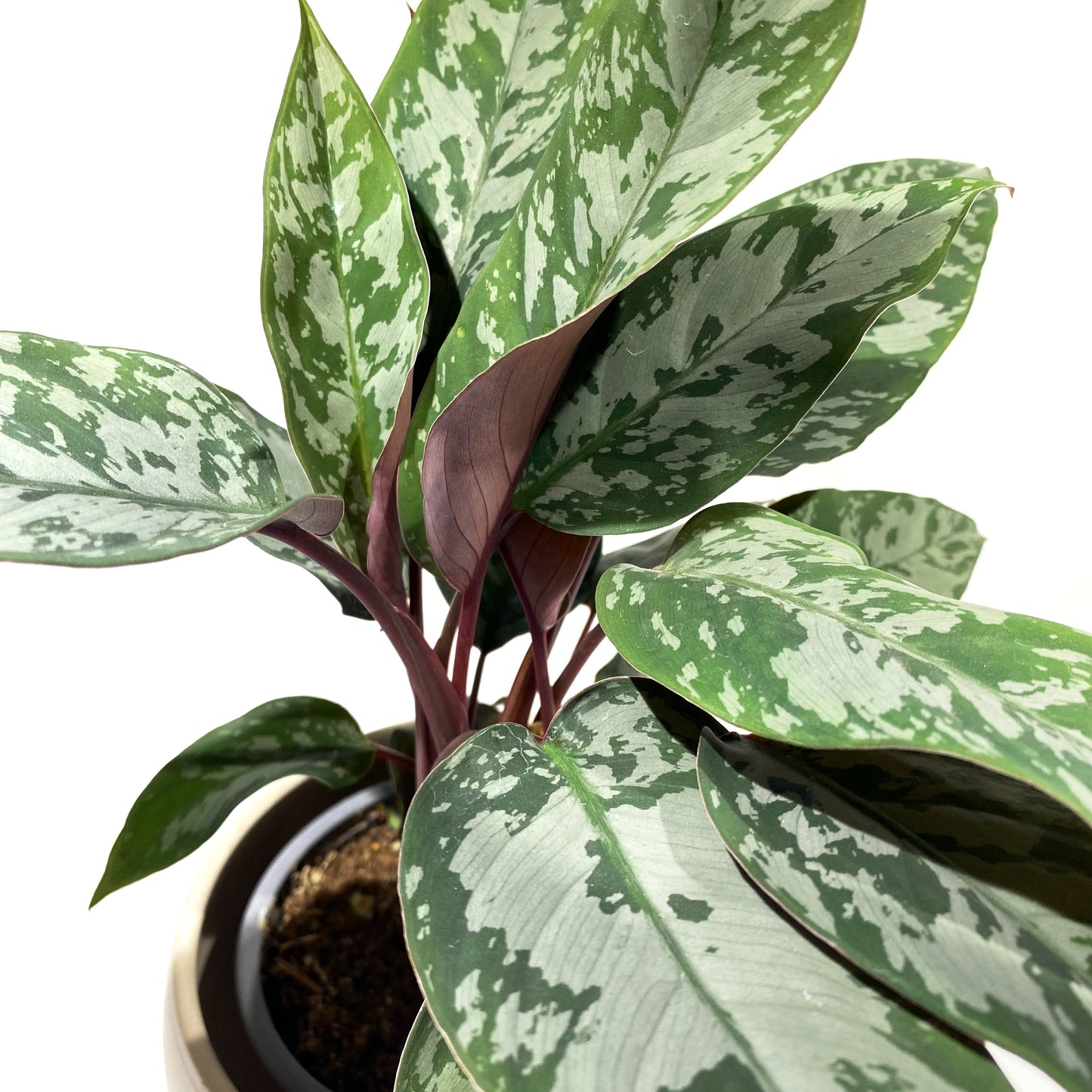Apoballis ‘Lavallei’