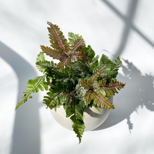 Pteris Aspericaulis 'tricolor'