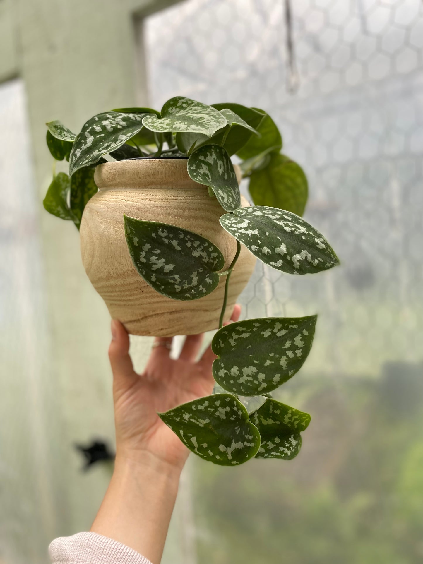 Cache-pot Huber