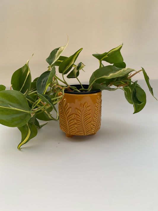 Cache-pot Rubi ‘forest’