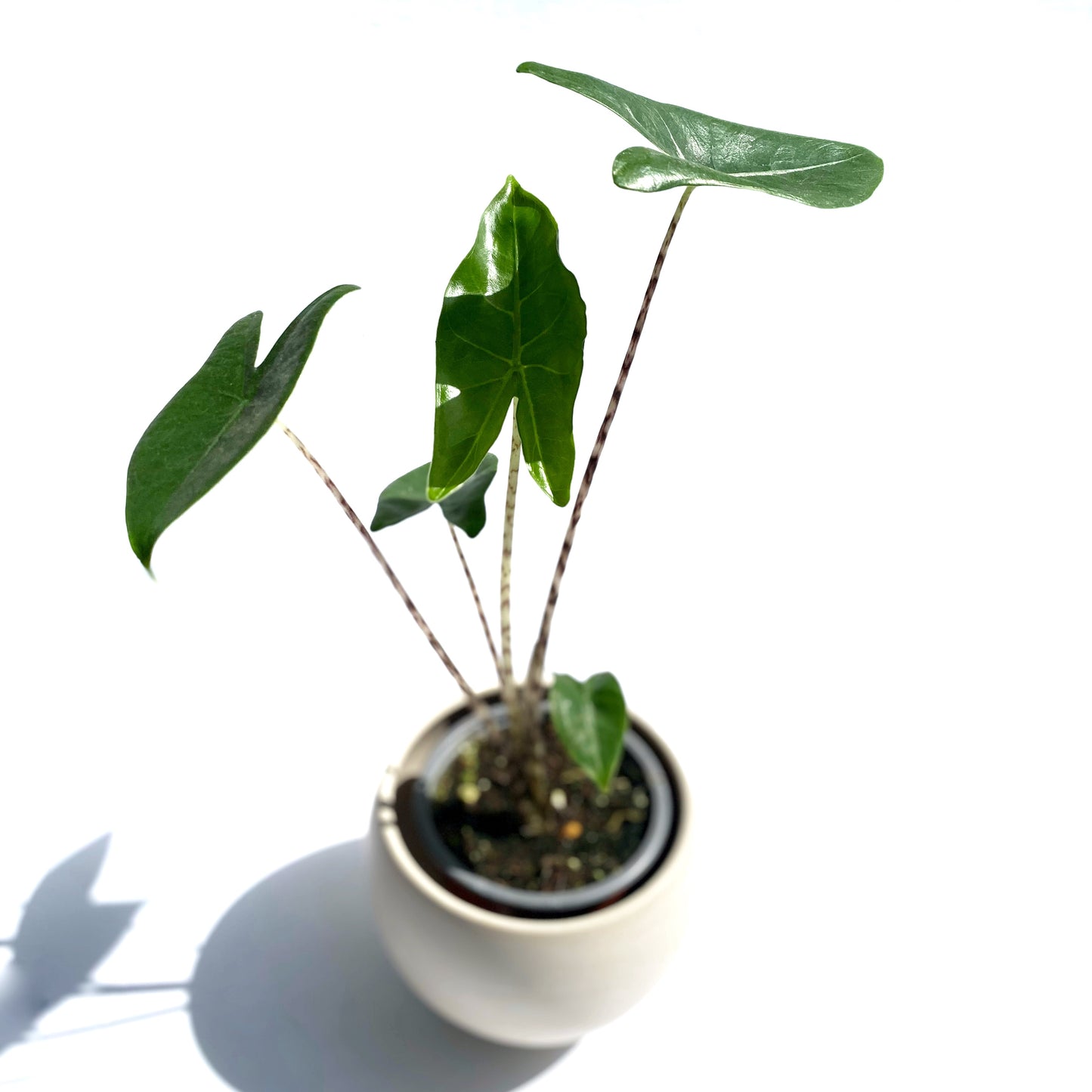 Alocasia Zebrina