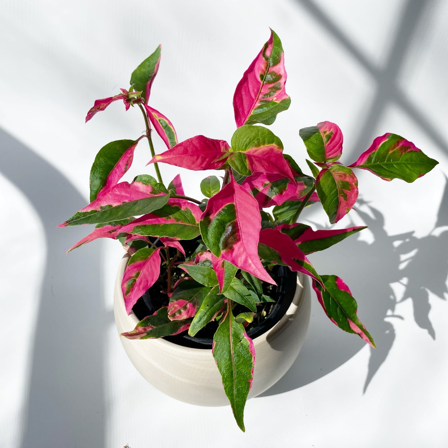 Alternathera ficoidea 'Party Time'