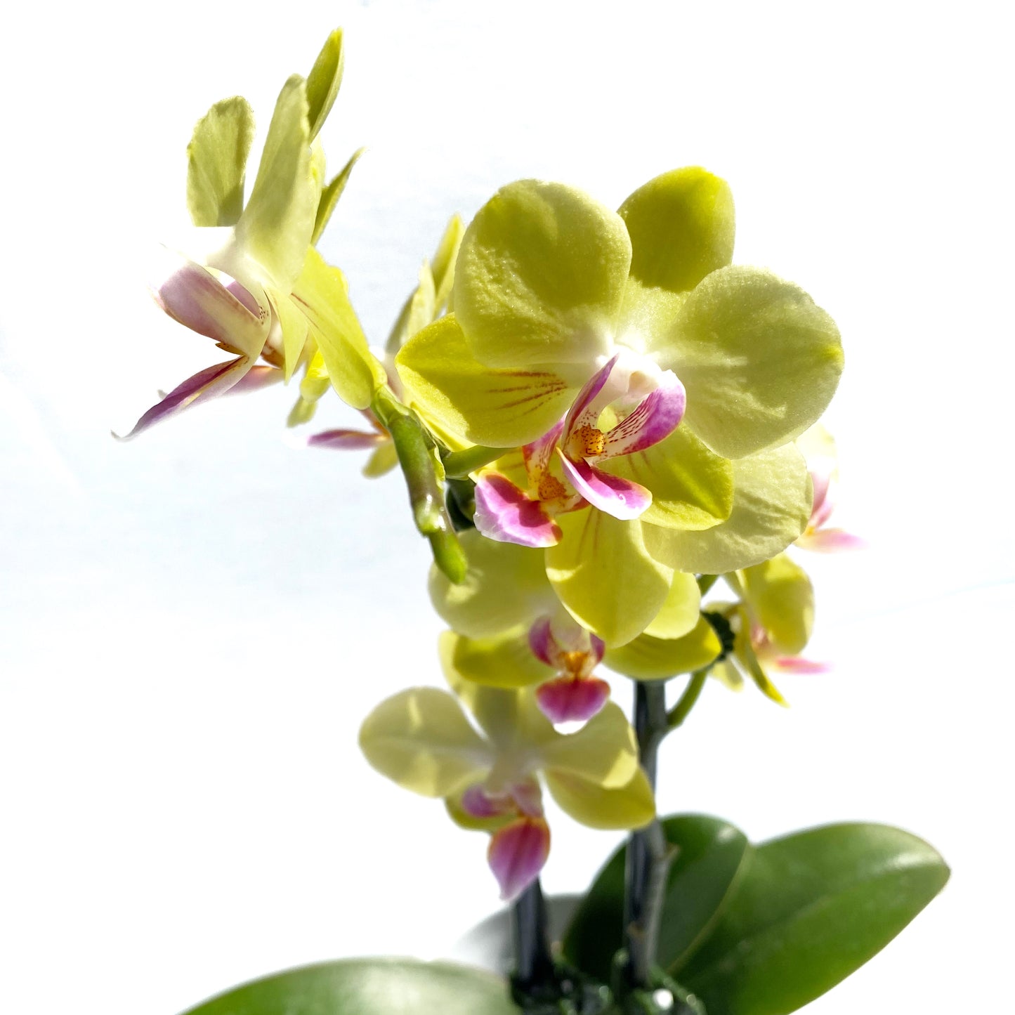 Phalaenopsis Piccola