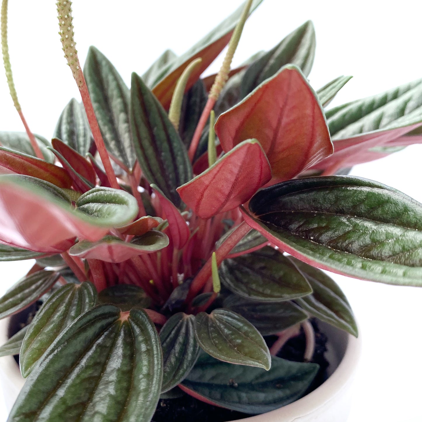 Peperomia caperata Rosso