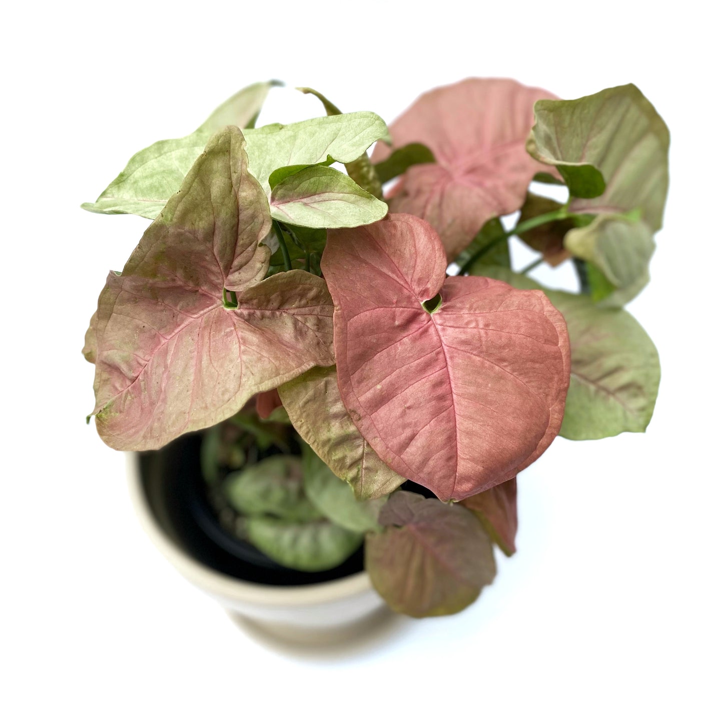 Syngonium Pink Allusion