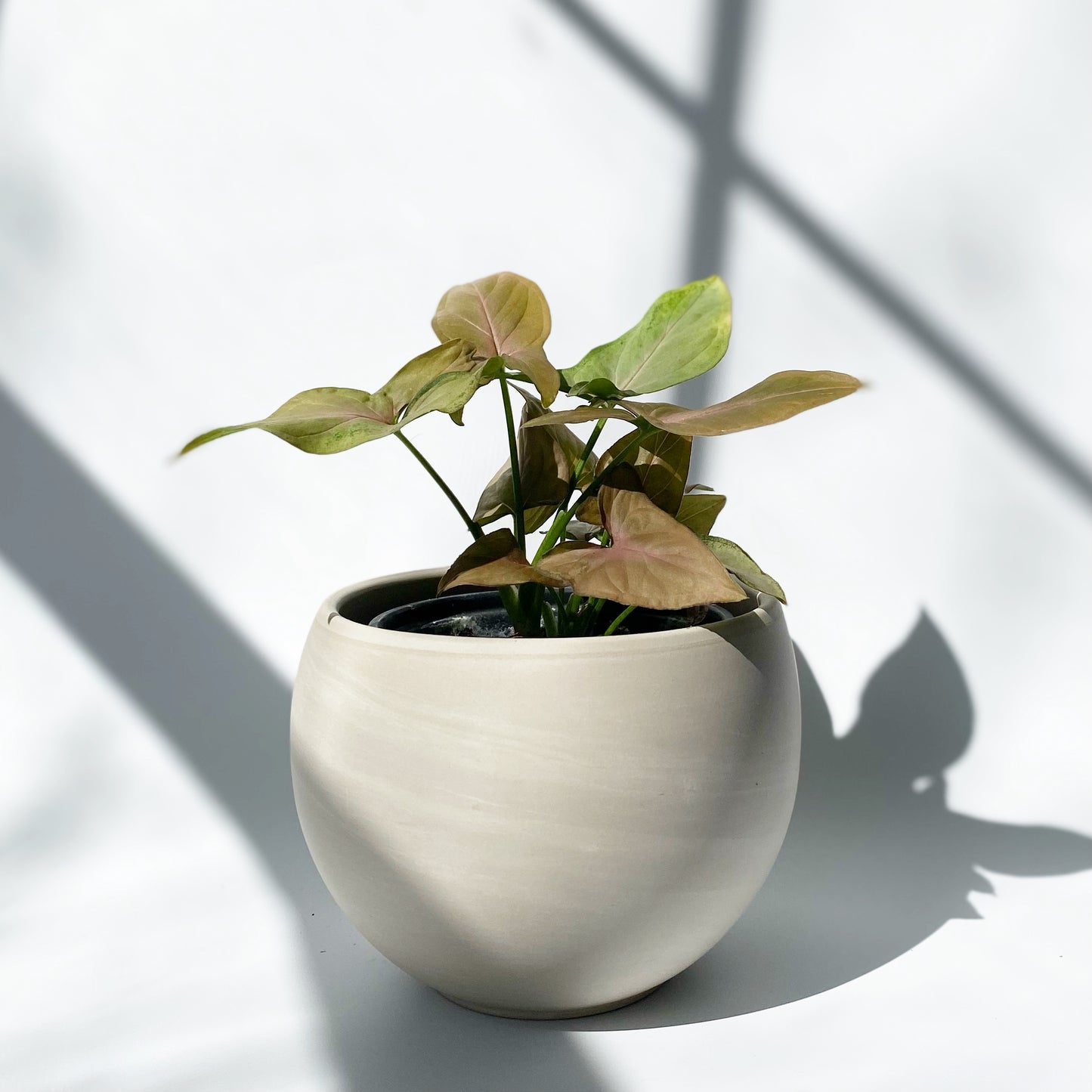 Syngonium Strawberry