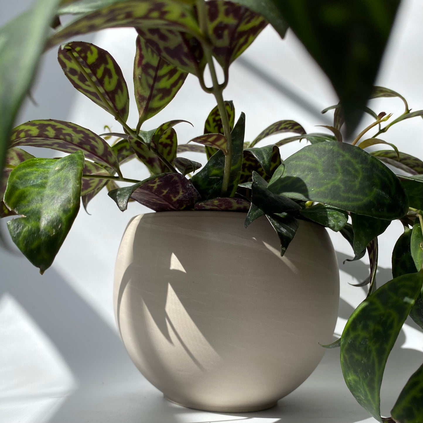 Aeschynanthus 'Black Pagoda'