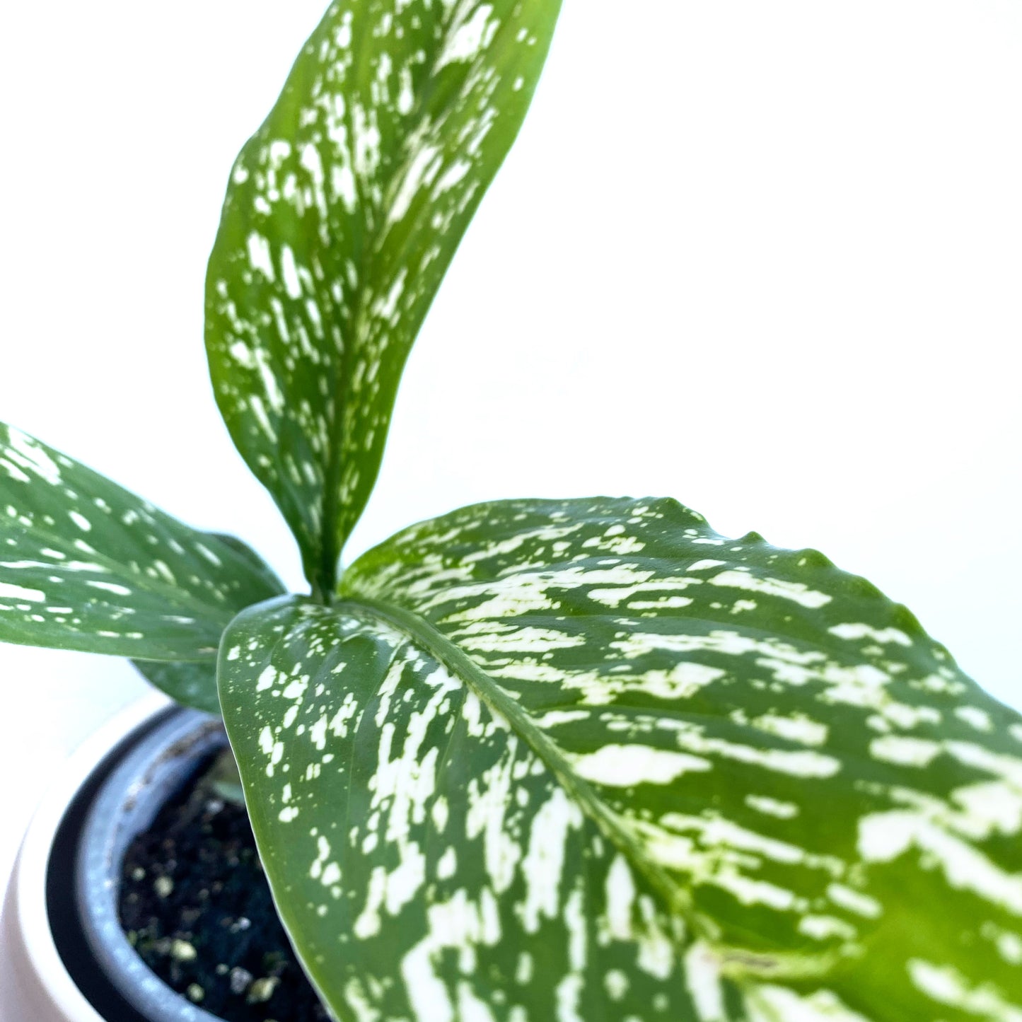 Dieffenbachia Blizzard