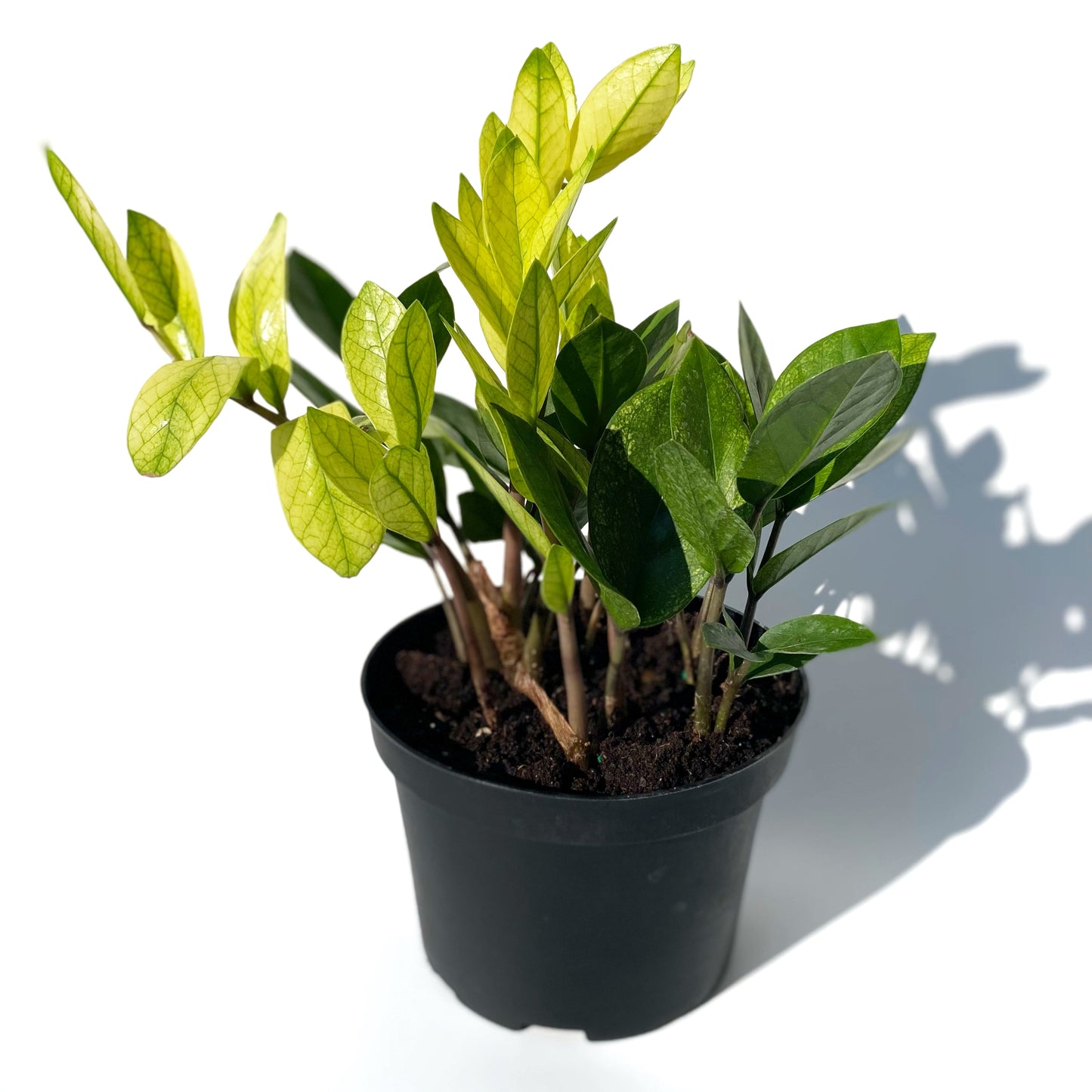 Zamioculcas zamiifolia ‘Chameleon’