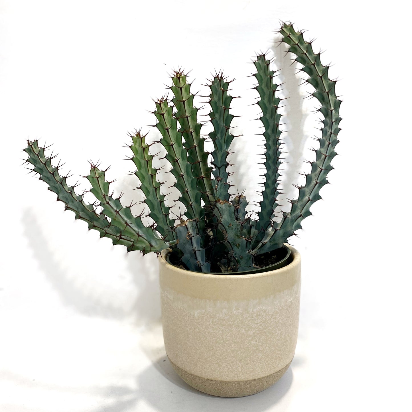 Euphorbia Greenwayi