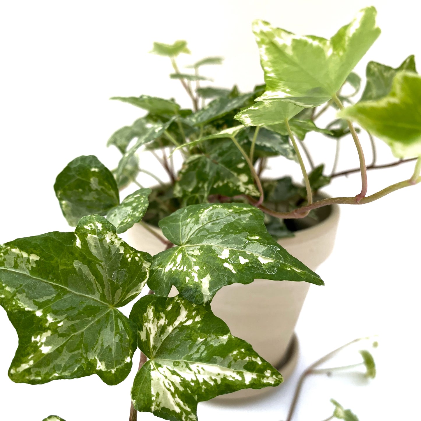 Hedera Helix | 3,5’’